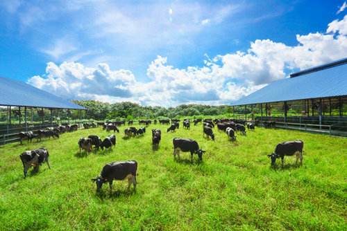 发展绿色畜牧生产生态双赢