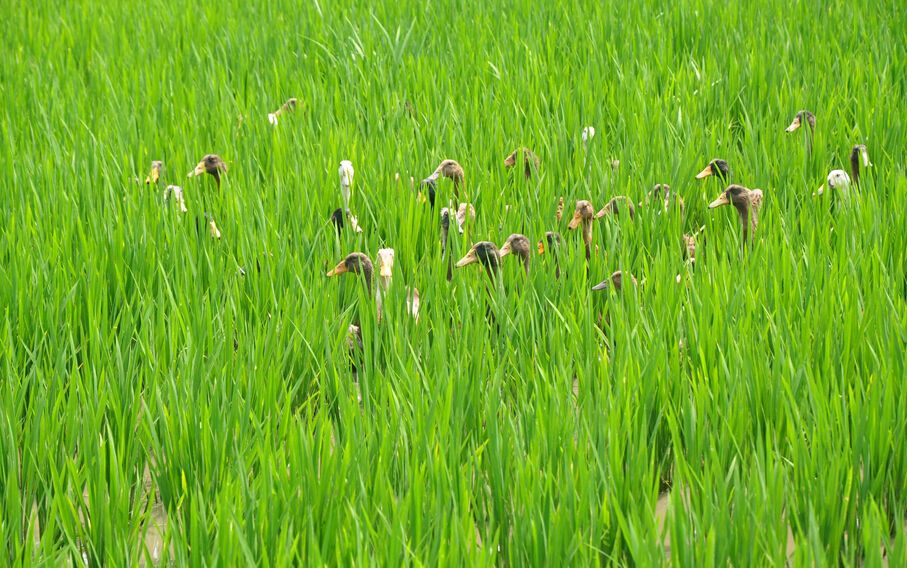 广东畜禽粪污综合利用率将超七成